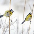 Tyrimas: lesyklos pakerta paukščių šansus rasti porą