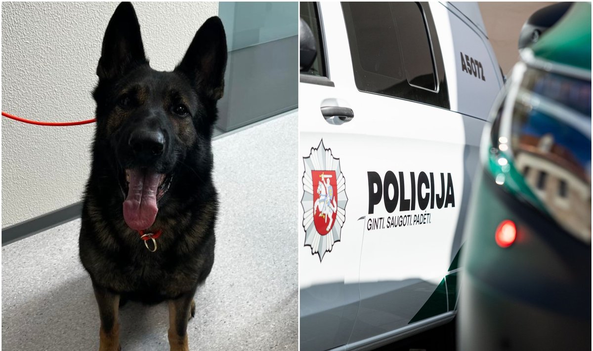 Policijos šuo Roksis
