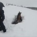 Niufaundlende išgelbėtas sniege įklimpęs briedis