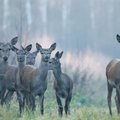 Ekspertas: laukiniai žvėrys kelią gali pastoti ir mieste