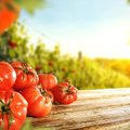 Pavojaus signalai pomidorams: kokie požymiai byloja apie medžiagų trūkumą