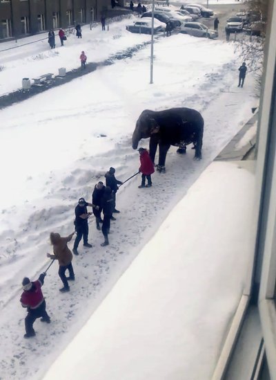 Rusijoje iš cirko buvo pabėgę du drambliai