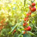Geltonas karutis. Dizaino ekspertų augalų TOP 3, pažintis su skiepytais pomidorais bei patarimai, kaip veją paversti išskirtiniu kiemo elementu