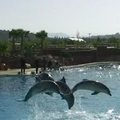 Lankytojus į Atikos zoologijos sodą traukia delfinai iš Lietuvos