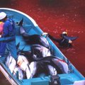 Kasmetę delfinų medžioklę Japonijoje sustabdė taifūnas