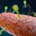 Mokslininkai ima atskleisti „gerųjų“ virusų paslaptį: kas jie yra ir kaip gali paveikti mūsų sveikatą?