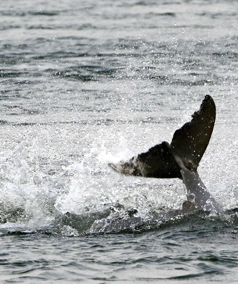Delfinai mokosi gauti iš žvejų žuvies.