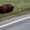 Išskirtinėje byloje dėl avarijos kaltu pripažintas karvės savininkas