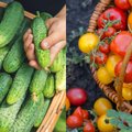 Šviežias derlius Lietuvoje: ar rekordinis šaltis nesutrukdė tiekti šiųmečio derliaus daržoves?