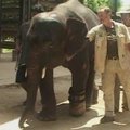 Kambodžos zoologijos sode gyvena dramblys su dirbtine koja