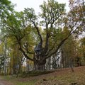 Stelmužės ąžuolas pateko tarp 13 gražiausių Europos medžių