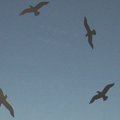 Gamtininko D.Liekio videoblogas: „Plėšrieji paukščiai“ gali išgelbėti stiklinį Vilnių