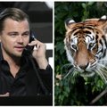 Leonardo Di Caprio paaukojo 3 mln. dolerių Nepalo tigrams išsaugoti