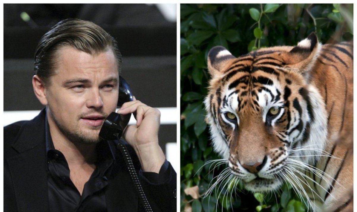 Leonardo di Caprio ir Bengalinis tigras (Reuters ir Shutterstock nuotr.)
