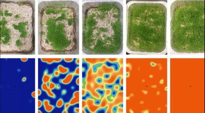 Eksperimentai rodo, kaip dygstančios ispaninio šalavijo sėklos (viršutinė eilutė) patvirtina Tiuringo modelį pagal vandens suvartojimą, palyginti su kompiuteriniu modeliavimu (apatinė eilutė). Brendan D’Aquino/Flavio Fenton nuotr.