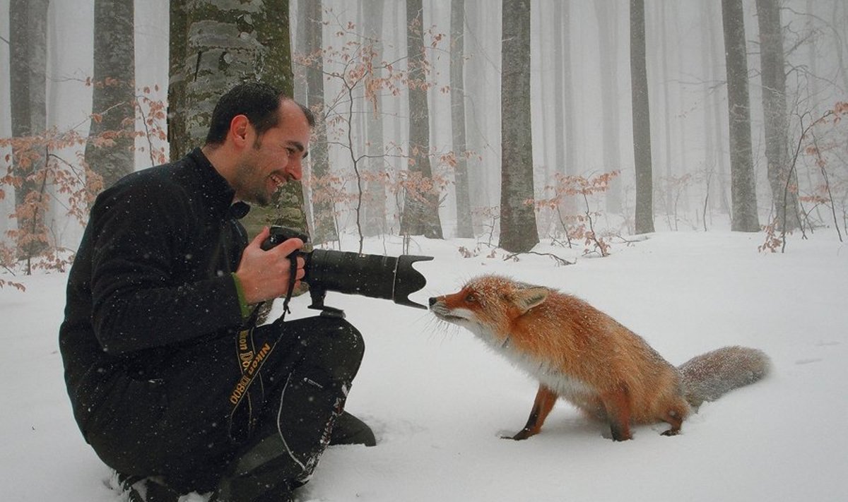 Fotografą smalsus lapinas prisileido taip arti, kaip laukinis gyvūnas neturėtų 