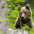 Indijoje meška nugalabijo tris žmones, kol buvo nušauta