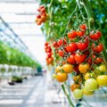 Geriausios hibridinių pomidorų veislės, tinkančios auginti šiltnamyje