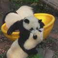 Vėl atsidariusio zoologijos sodo džiaugsmai: lankytojai smaginasi stebėdami pandų šėliones