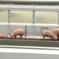 Į skerdyklą vežamos kiaulės sukėlė sumaištį autostradoje