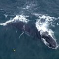 Australijoje gelbėtojai išlaisvino ryklių tinkluose įsipainiojusį banginio jauniklį