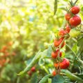 7 priežastys, kodėl gelsta pomidorų lapai ir kaip to išvengti