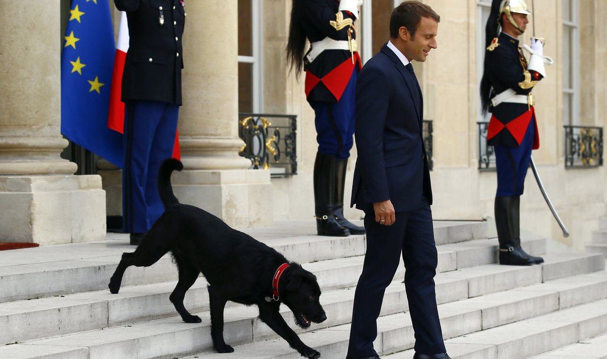 Prancūzijos prezidento E. Macrono šuo Nemo.