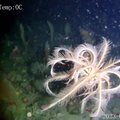 Pietų vandenyne aptikta reta jūrų lelijų rūšis