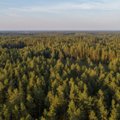 Aplinkosaugininkai pradeda akciją „Medienos kenkėjas“: vertins miškų sanitarinę būklę