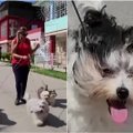 Nacionaliniai Kubos šunys – Havanos bišonai: rūpintis tokiais šunimis reikia tikro pasiaukojimo