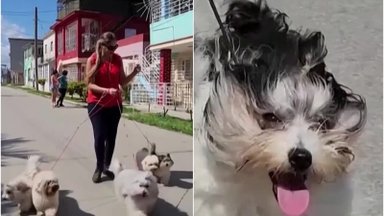 Nacionaliniai Kubos šunys – Havanos bišonai: rūpintis tokiais šunimis reikia tikro pasiaukojimo