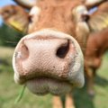 Pasibaigusi sausra šluoja Lietuvos ūkininkus: šieno kaina bus rekordinė, gyvuliai parduodami lenkams