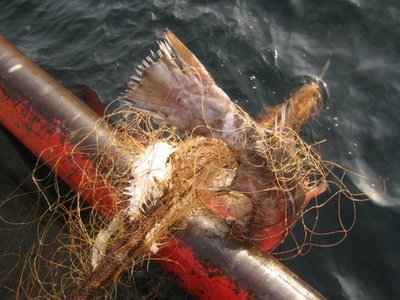 Žvejų užmiršti seni tinklai