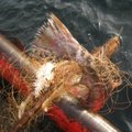 Lietuvos ežeruose uždrausta verslinė žvejyba