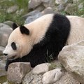 Tokijo zoologijos sode gimė didžiosios pandos jauniklis
