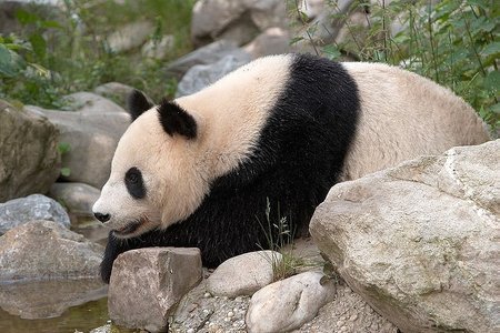 Vienos zoologijos sodas / Didžioji panda