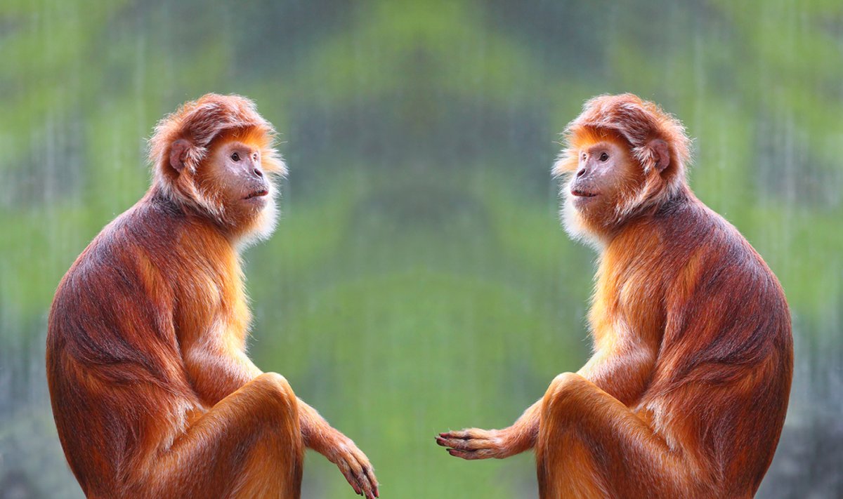 Javos langūrai - atogrąžų miškuose gyvenančios beždžionėlės, įtrauktos į nykstančų rūšių sąrašus