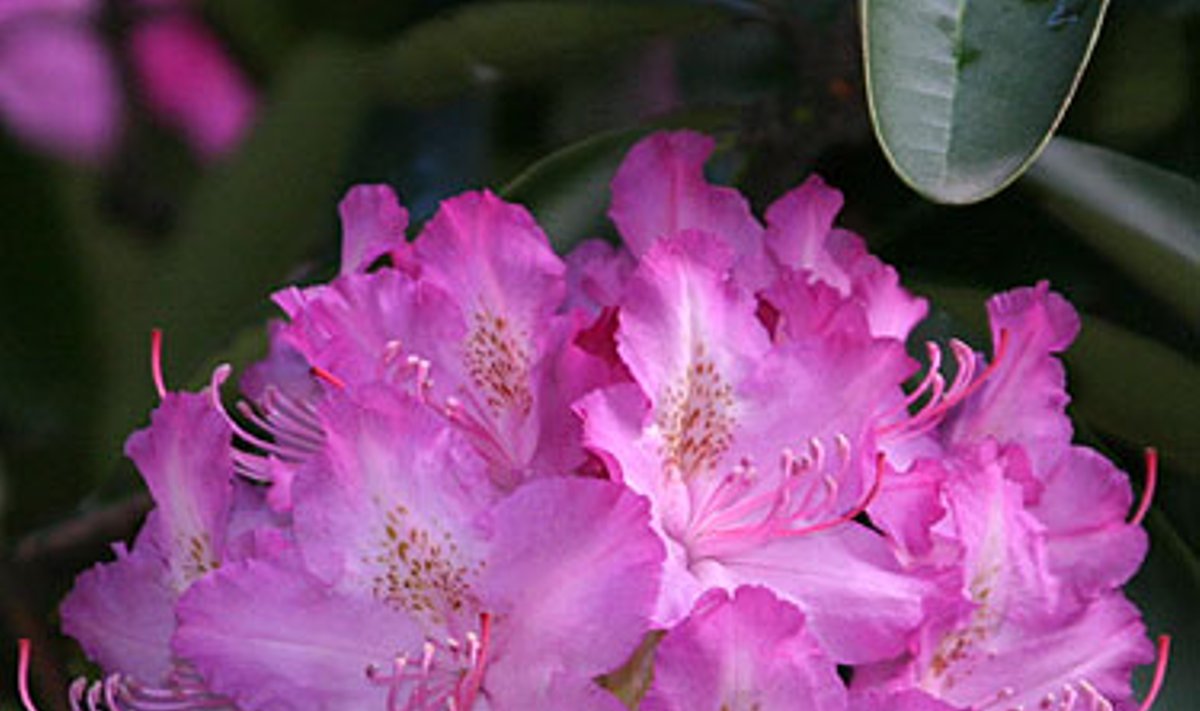 Rododendro žiedai, žydėjimas, pavasaris, gėlės