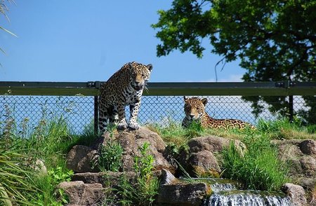 Česterio zoologijos sodas / Jaguarai