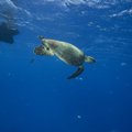 Virstame plastikiniu pasauliu - plastiko „planktonu“ minta jūrų ir vandenynų gyvūnija
