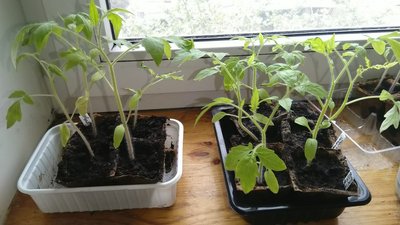 Daiginami lietuviški pomidorai