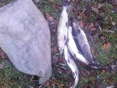 Konfiskuotos žvejo sugautos žuvys