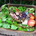 Buitiniai konteineriai vasarą: nuo žalios mėsos likučių iki kruvinų tvarščių