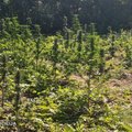 Policija sulaikė Ukrainos pilietį: sodyboje augino narkotines medžiagas – kanapes
