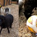 Lietuvos zoologijos sode gyvenančios Kveslando salos avies pranašystė: kas laimės Europos futbolo čempionatą?