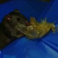 Tuščiose Tokijo gatvėse – alkanos žiurkės