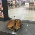 Benamio šuns poelgis nepaliko abejingų: iš knygyno „pavogė“ knygą apie vienatvę