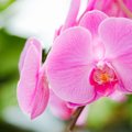 Orchidėjų priežiūra: kaip ir kada laistyti