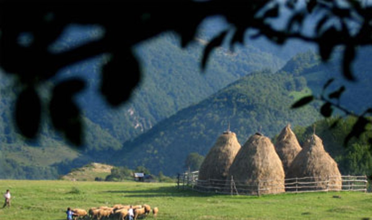 Albanai berniukai gano avis šalia Kosovo kalnų netoli Pristinos. 