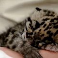 Mielumo įsikūnijimas: parodė dviejų savaičių leopardą